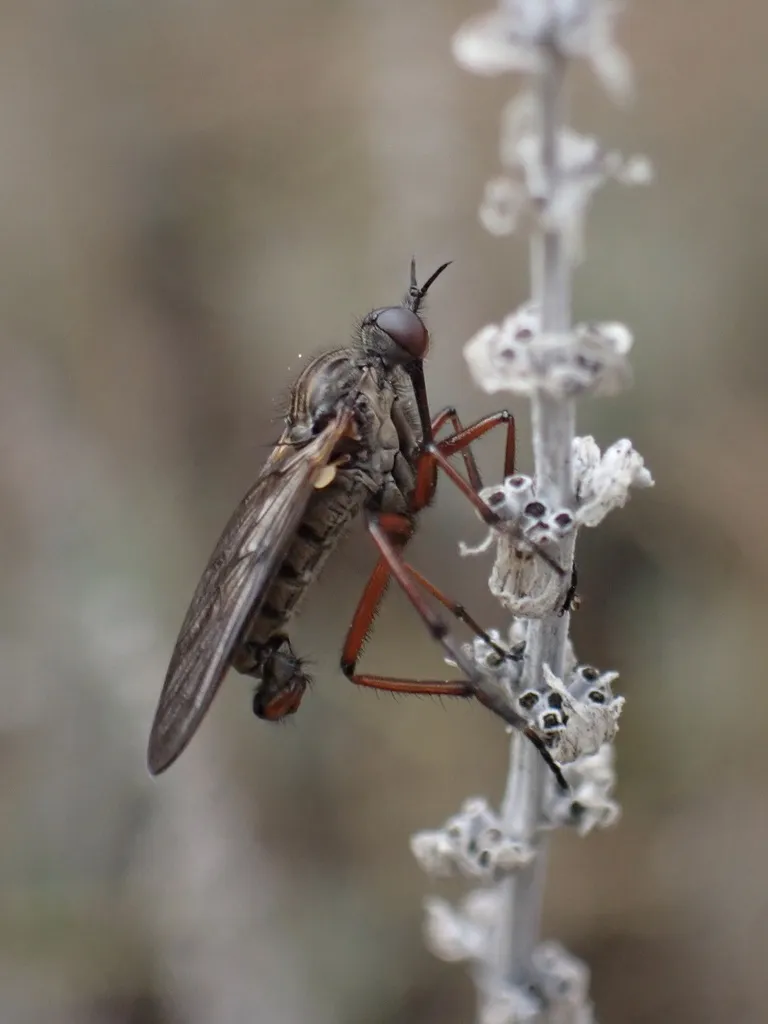 Empis barbatoides