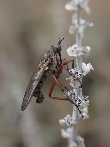 Empis barbatoides - photo 3