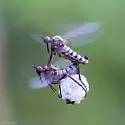 Empis bigoti