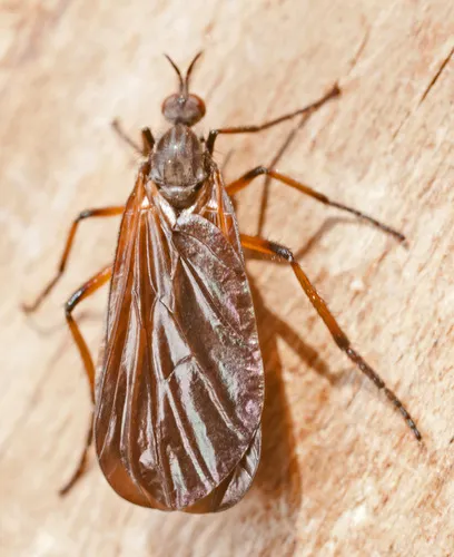 Empis borealis