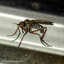 Empis caeligena