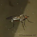 Empis caeligena - photo 2