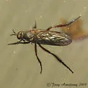 Empis caeligena - photo 3