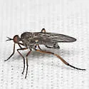 Empis caeligena - photo 4