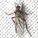 Empis caeligena - photo 5