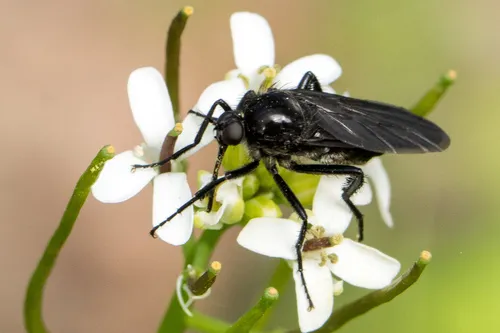 Empis ciliata