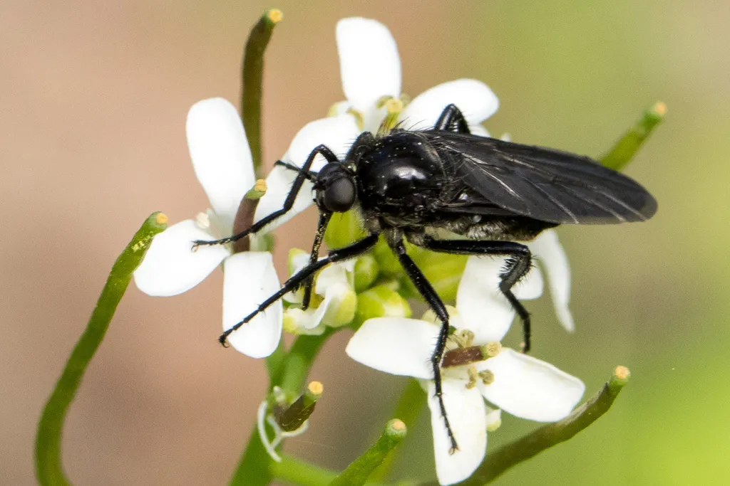 Empis ciliata - photo 2