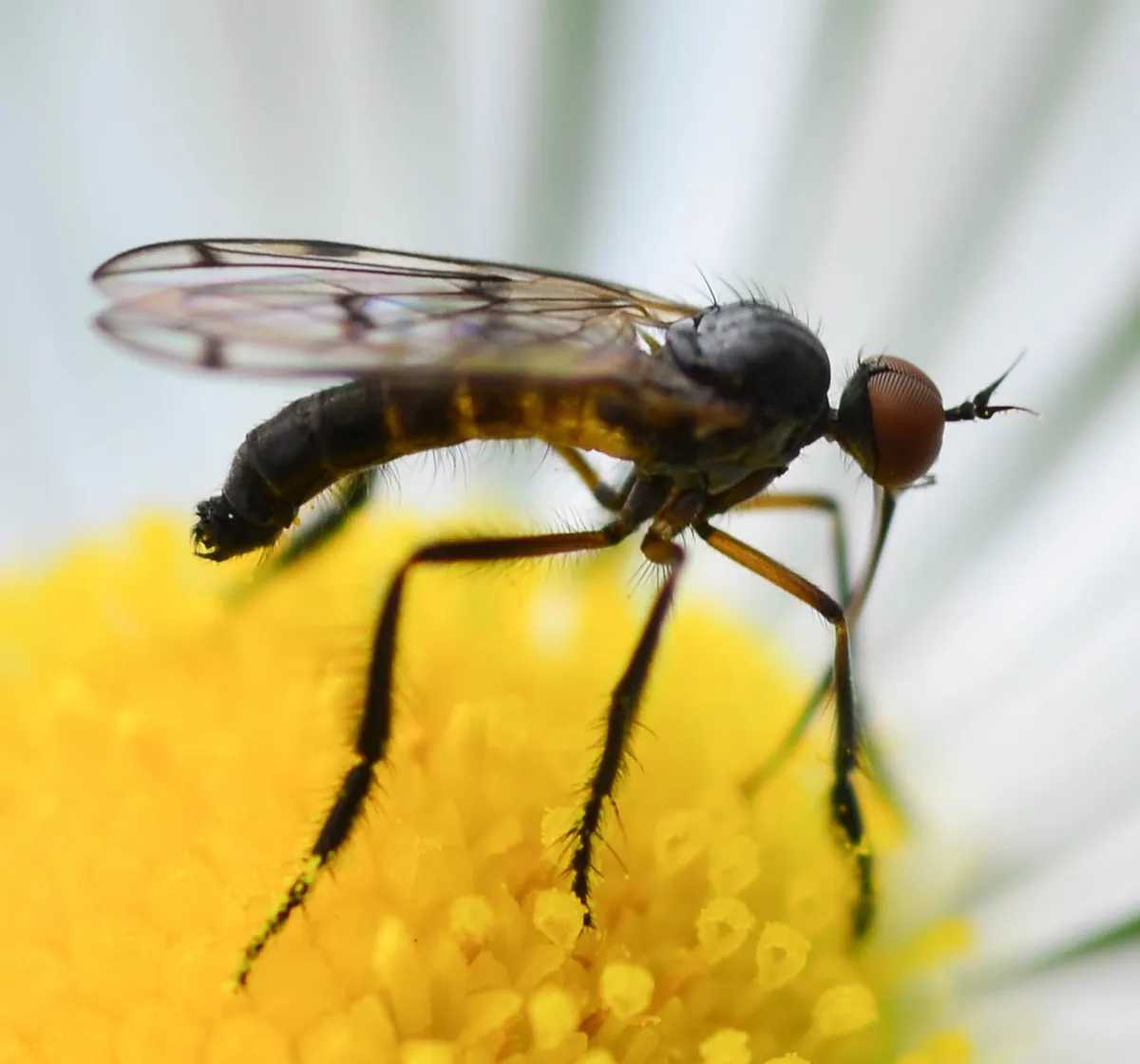 Empis clausa