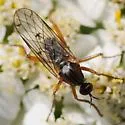Empis deceptiva
