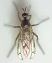 Empis deceptiva - photo 2