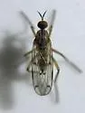 Empis deceptiva - photo 3