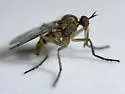 Empis deceptiva - photo 4