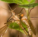 Empis deterra