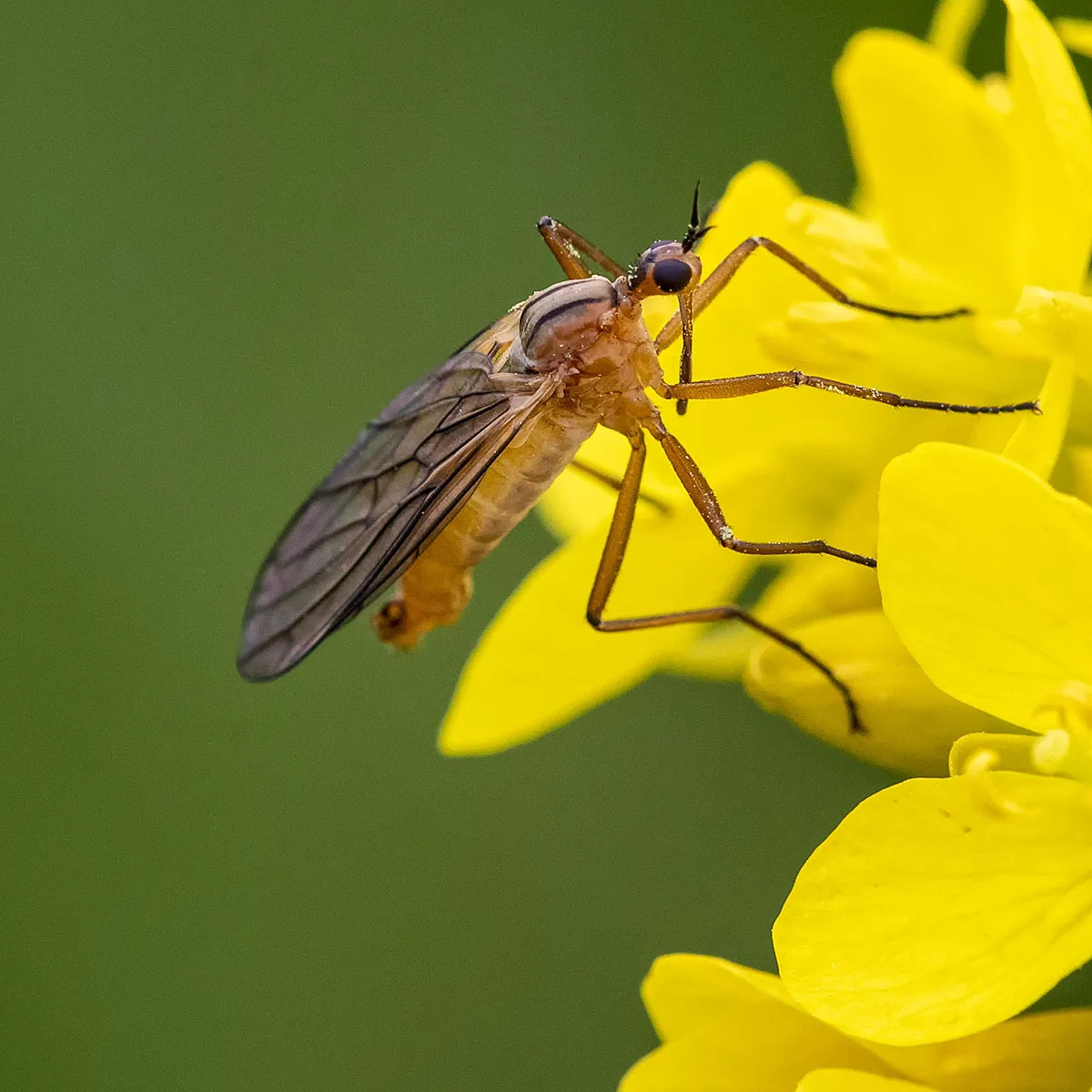 Empis digramma - photo 2