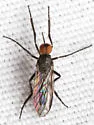 Empis distans