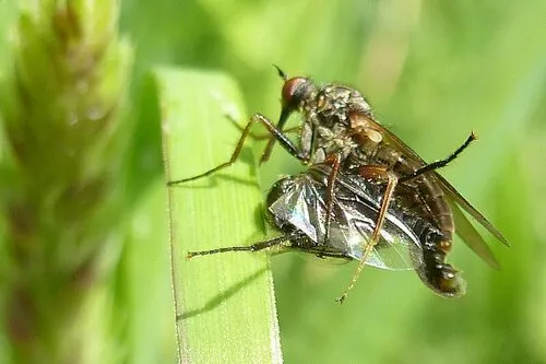 Empis femorata