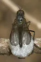 Empis geneatis - Empis geneatis