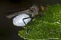 Empis geneatis - photo 2