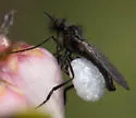 Empis geneatis - photo 3