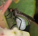 Empis geneatis - photo 4
