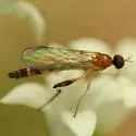 Empis leptogastra
