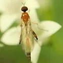 Empis leptogastra - photo 2