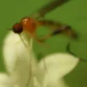 Empis leptogastra - photo 3