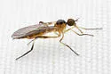 Empis leptogastra - photo 5