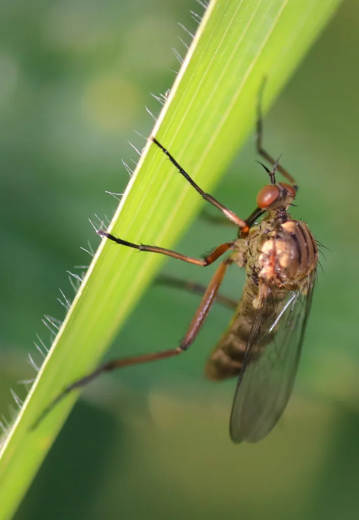 Empis livida - photo 2