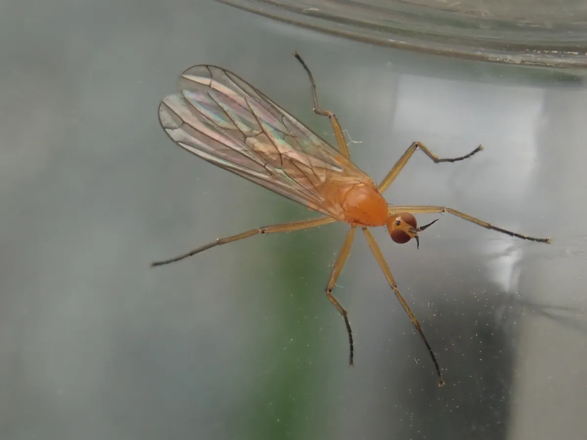 Empis lutea - photo 3