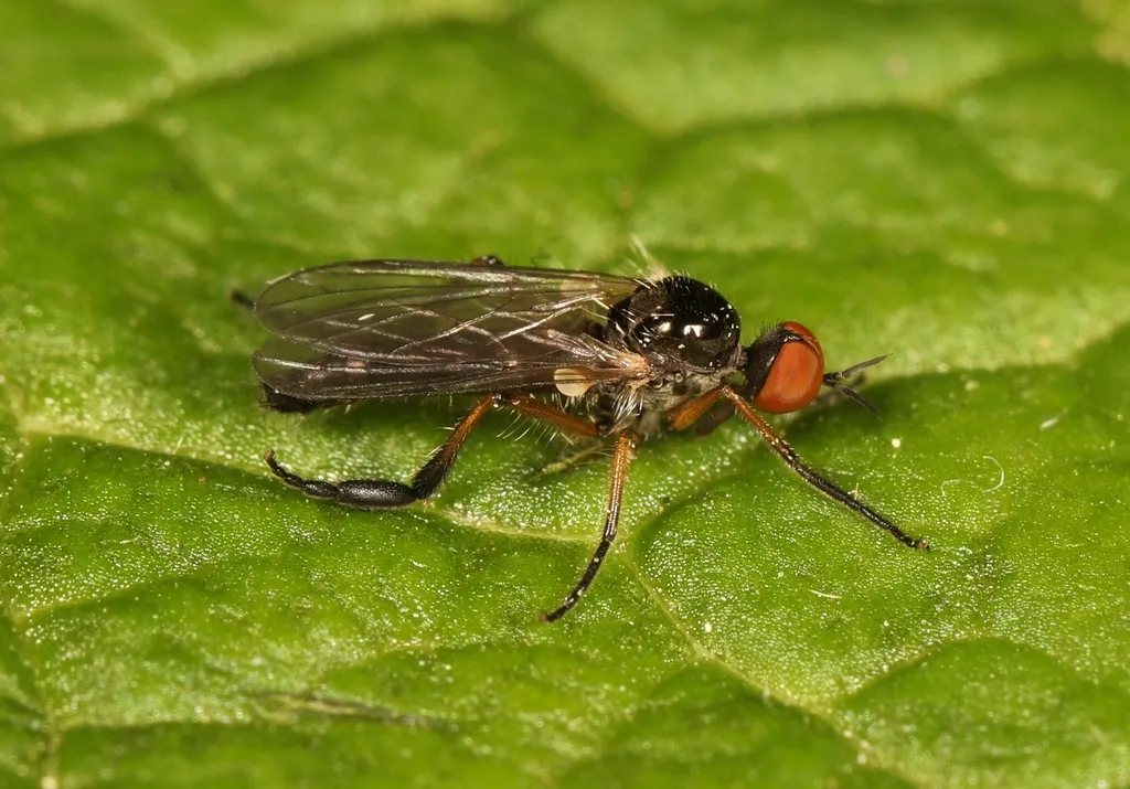 Empis nigritarsis - photo 2