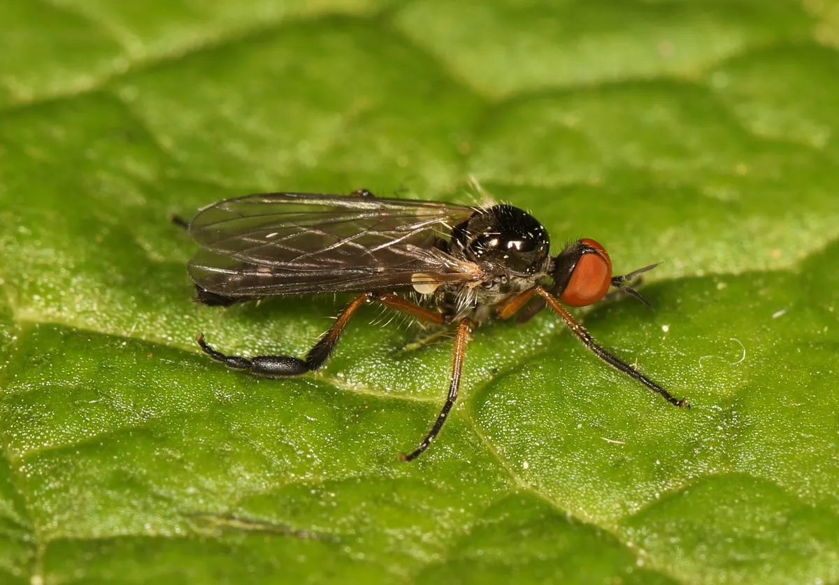 Empis nigritarsis - photo 3