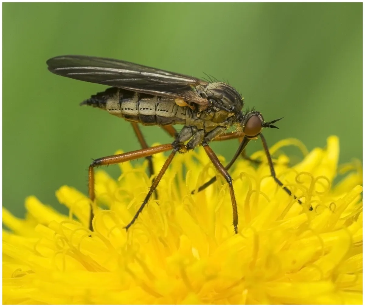 Empis opaca - photo 3