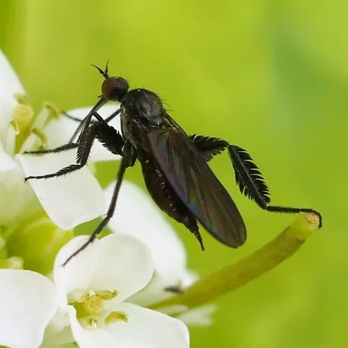 Empis pennipes