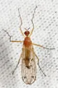 Empis poeciloptera