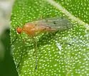 Empis poeciloptera - photo 2