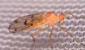 Empis poeciloptera - photo 4