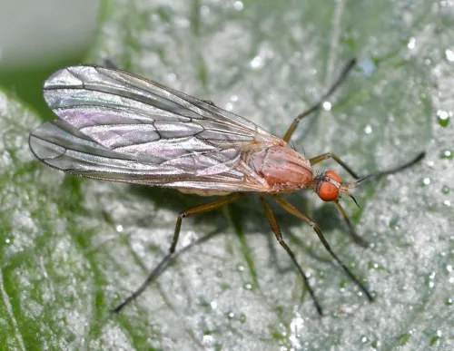 Empis scutellata