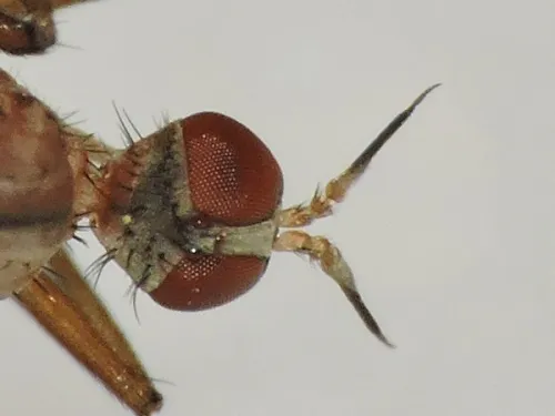 Empis scutellata - photo 2