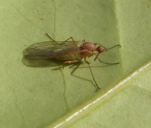 Empis scutellata - photo 3