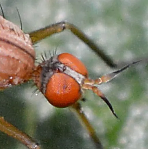 Empis scutellata - photo 4