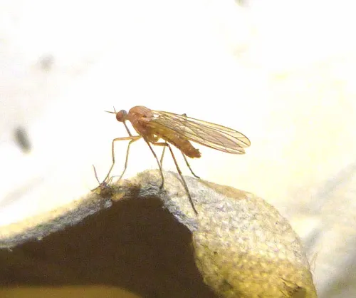 Empis scutellata - photo 6