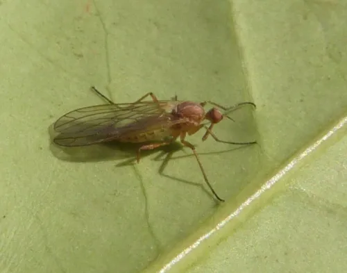Empis scutellata - photo 7