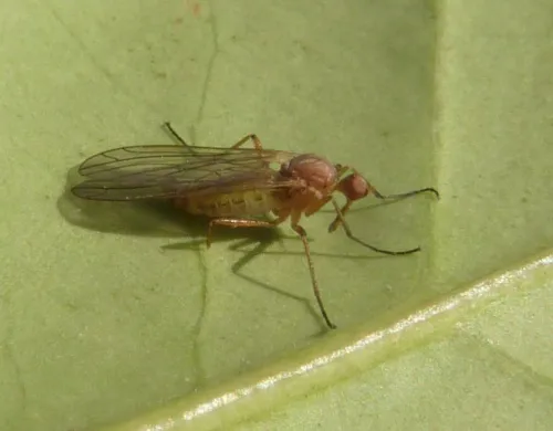 Empis scutellata - photo 8