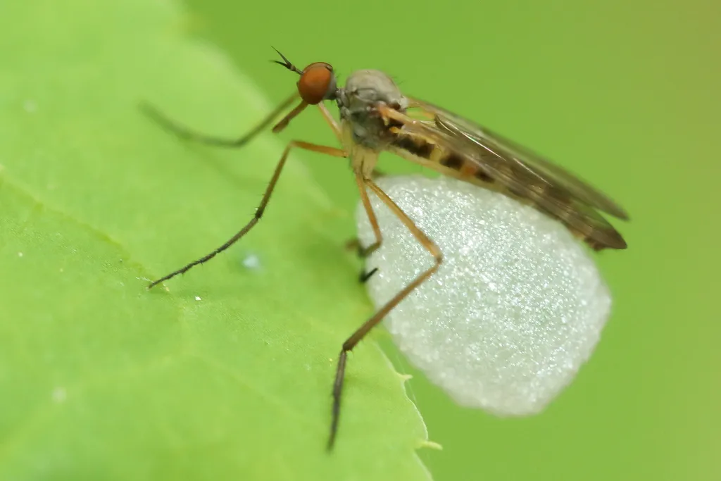 Empis snoddyi - photo 2