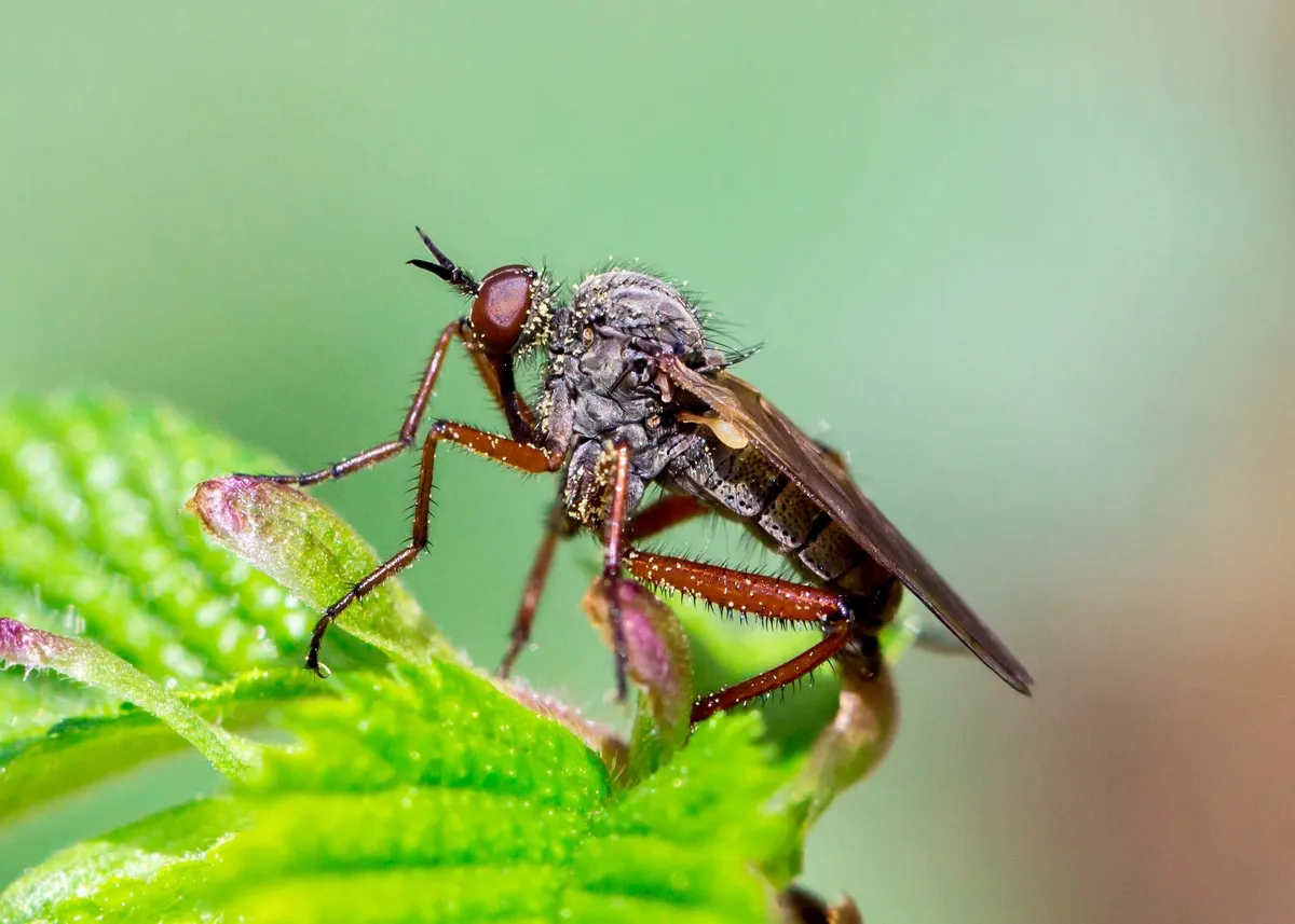 Empis spectabilis - photo 3