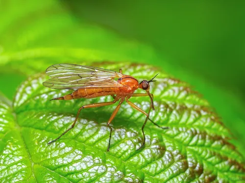 Empis stercorea