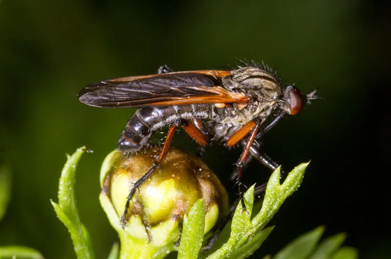 Empis tessellata - photo 2