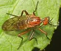 Empis tridentata - photo 2