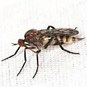 Empis tridentata - photo 3